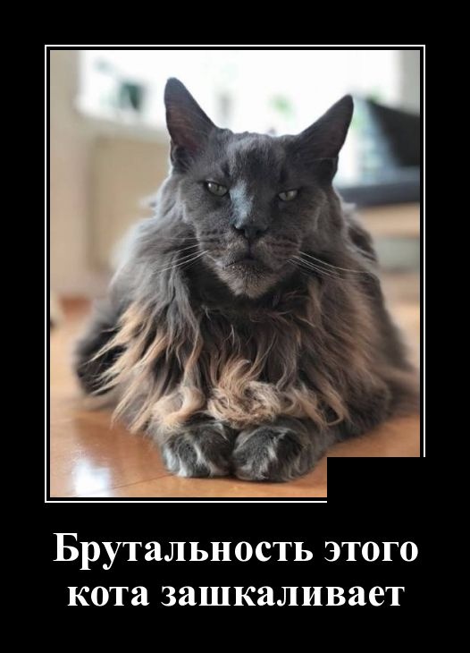 Самые новые демотиваторы Самые новые демотиваторы демотиваторы