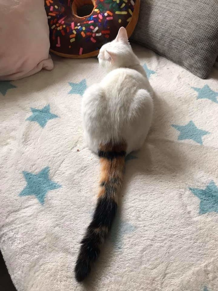 20 кошечек, которых будто нарисовали по заказам пользователей соцсетей, а потом оживили