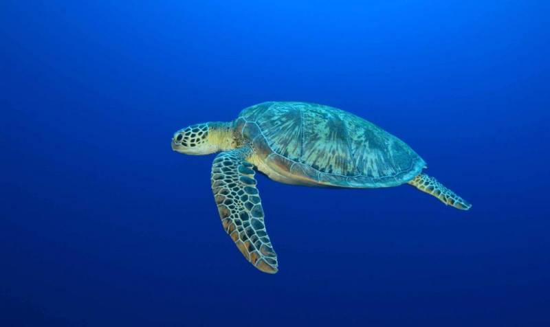Как дышит черепаха под водой