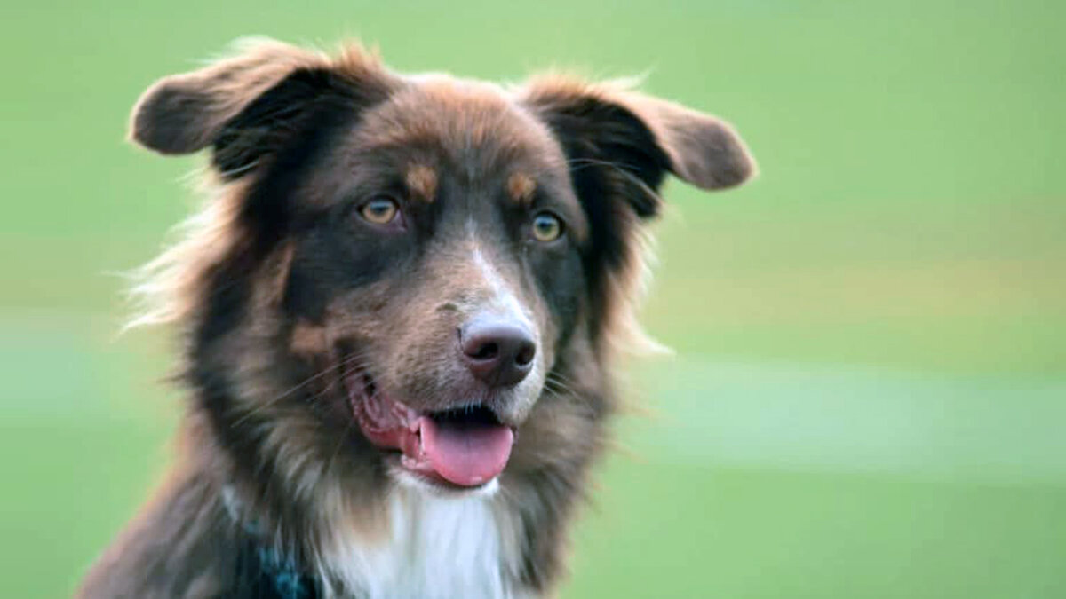 Беги, хороший, беги