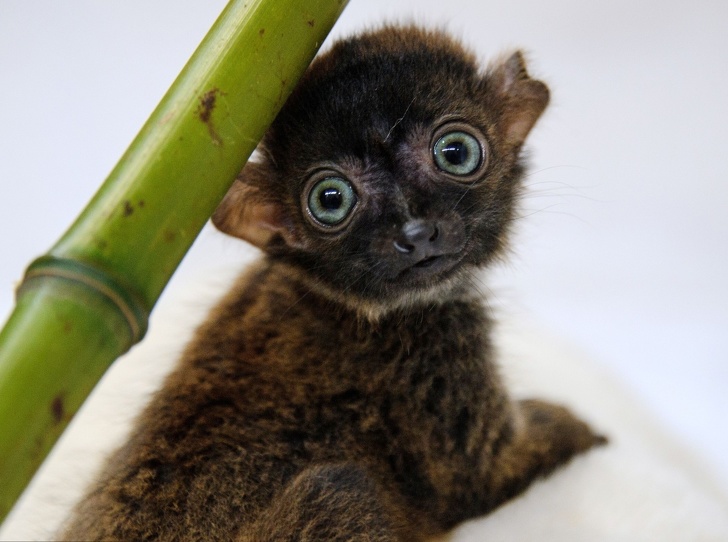 25 диких животных и птиц, которых мы не видели малышами даже по телевизору 25 диких животных и птиц, которых мы не видели малышами даже по телевизору животные,интересное,фотография