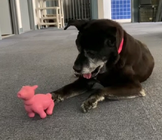 Собака и грушка