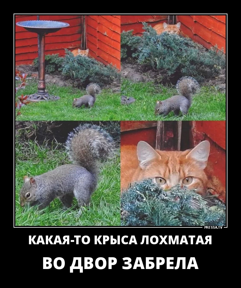 Смешные позитивные демотиваторы обо всем на свете 