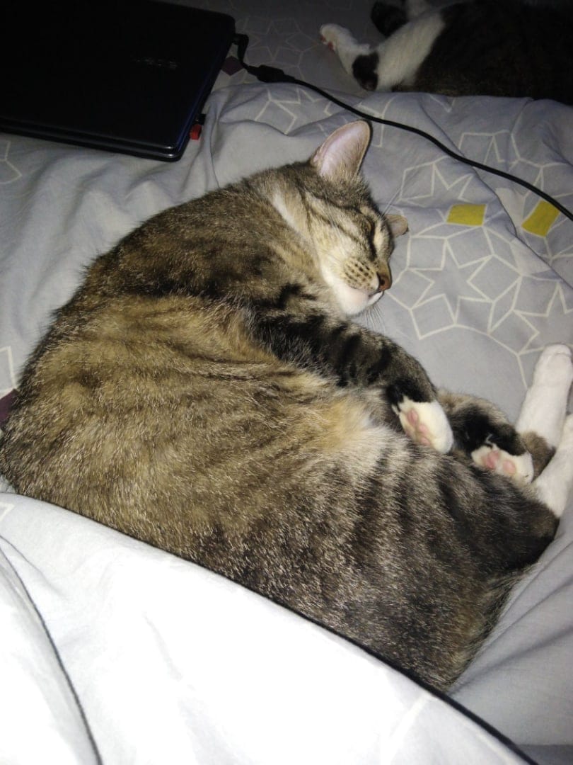 кот на кровати