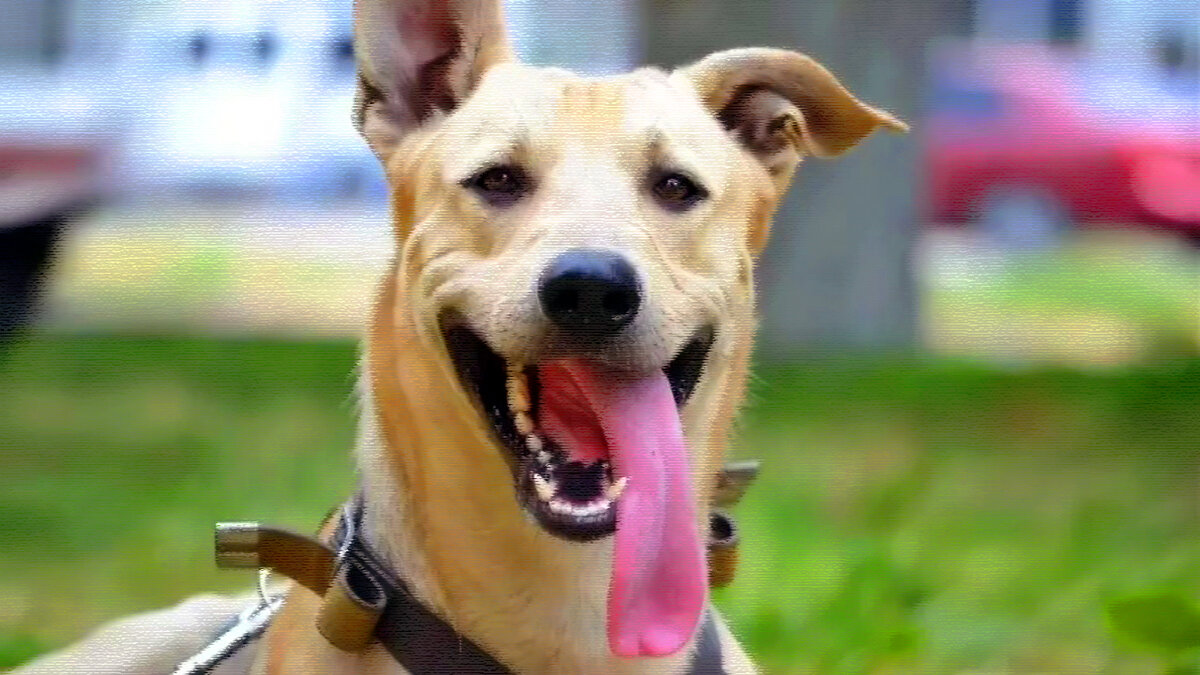 Рэкс Спичкин