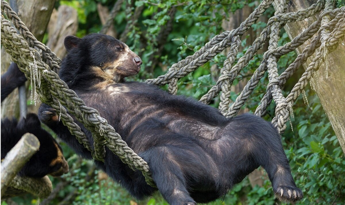 Очковый медведь отдыхает