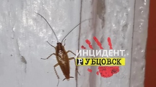 В алтайском городе в магазине сфотографировали ползающего рядом с выпечкой таракана