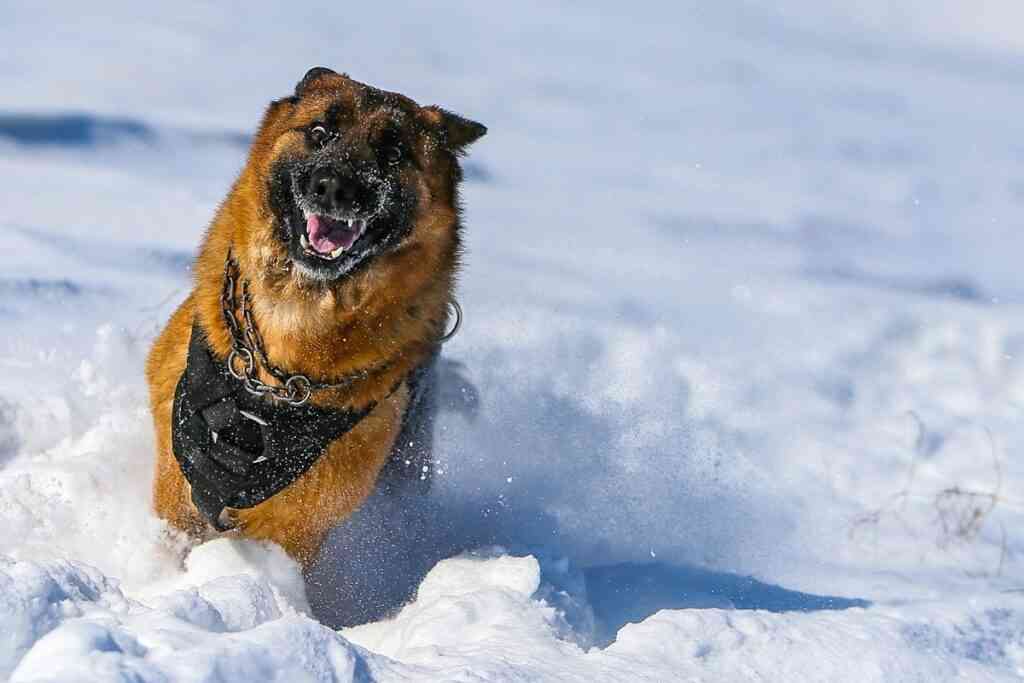 Собаки-защитники: им не нужно объяснять, что такое опасность