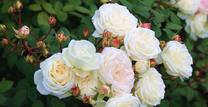 4920201_Rozyshraby19 (700x359, 67Kb)