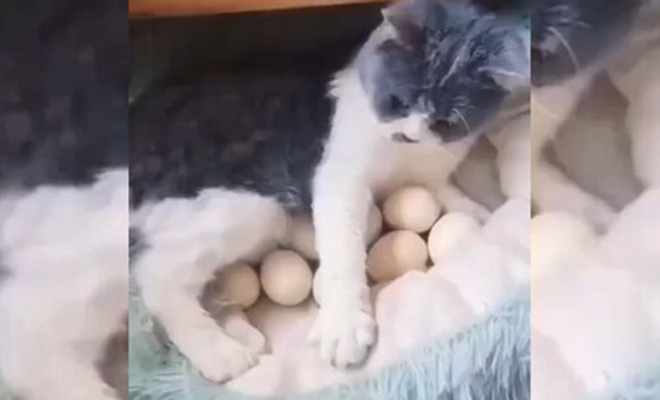 Кошка вообразила себя курицей, высидела 7 цыплят, а потом стала их воспитывать: видео Кошка вообразила себя курицей, высидела 7 цыплят, а потом стала их воспитывать: видео Марта, начала, Фермерская, птенцы, образ, подстраиваться, переменам, удивилась, ничуть, Кошка, время, появились, перебралась, некоторое, стае Через, некую, испытывало, животное, жизни, цыплята