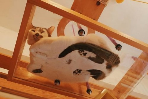 Каждый владелец кошки просто обязан иметь дома стеклянный стол, чтобы увидеть такую прелесть! Каждый владелец кошки просто обязан иметь дома стеклянный стол, чтобы увидеть такую прелесть!