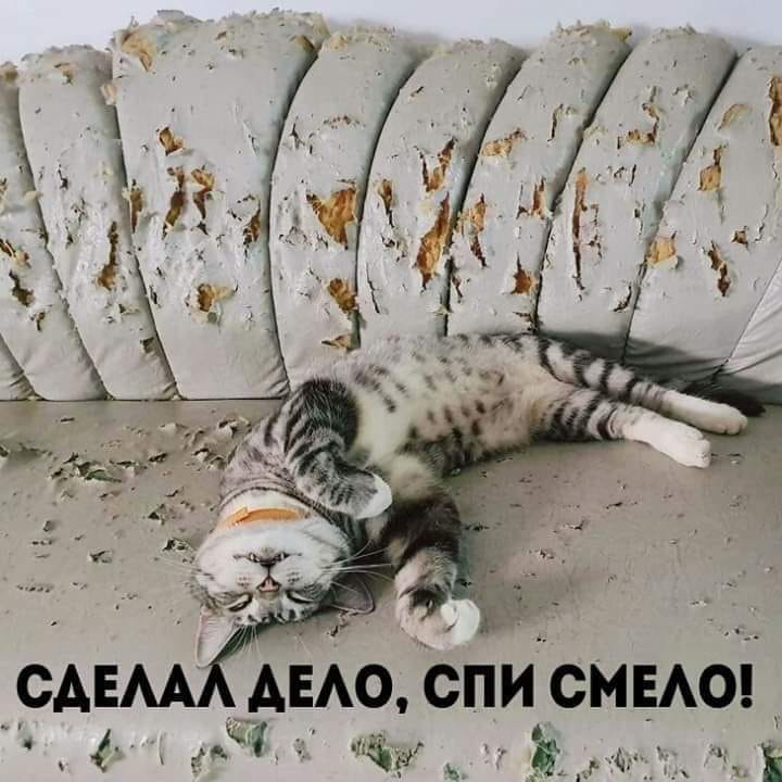 Возможно, это изображение (кот и текст «сделал дело, спи смело!»)