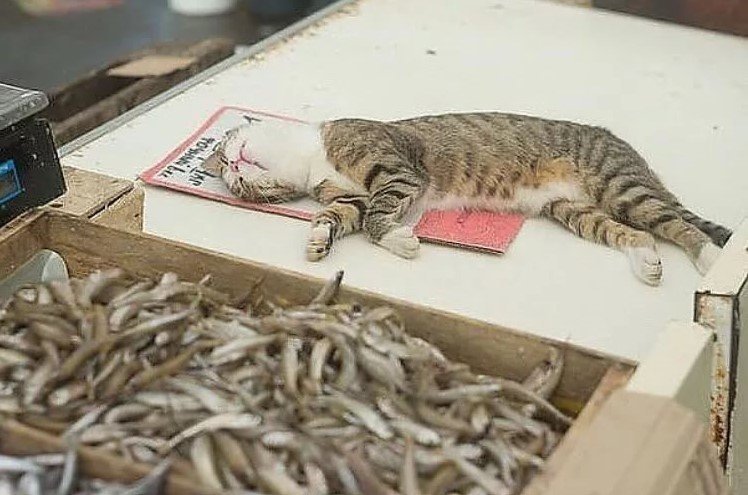 Вольному - воля животные, история, коты, прикол, юмор