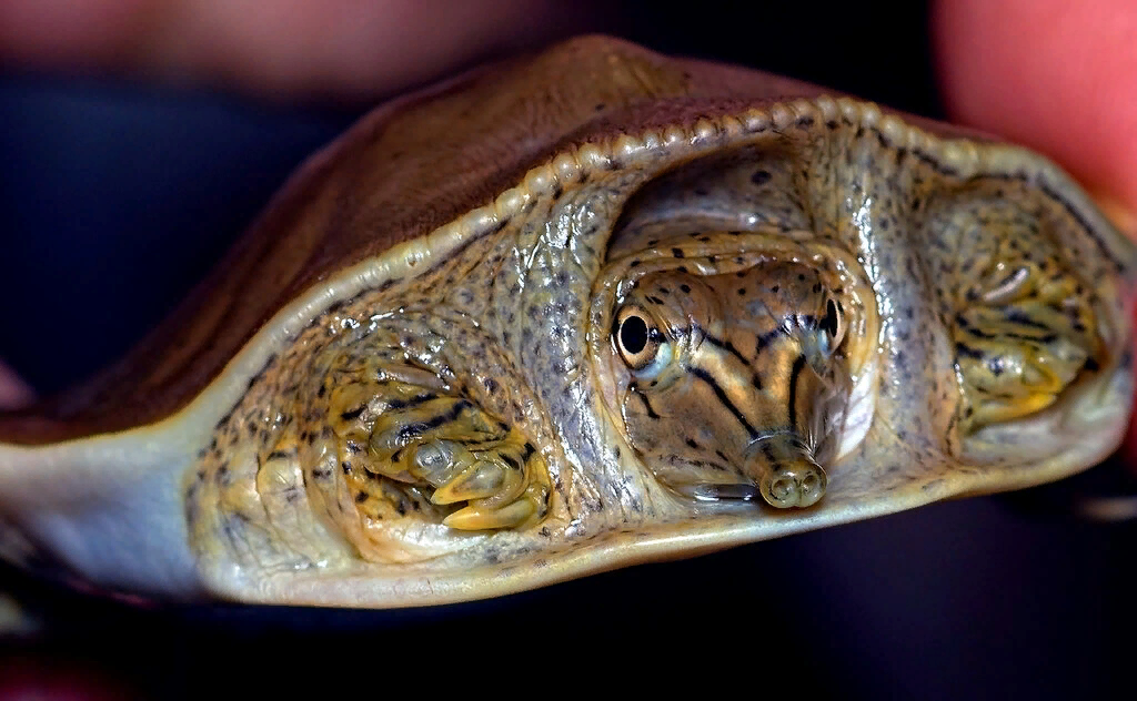 Трионикс Дальневосточный: Самая опасная черепаха России 