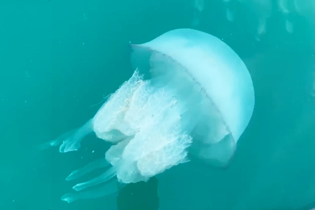 Биолог Хряпин: медузы-корнероты не представляют сильной опасности для туристов