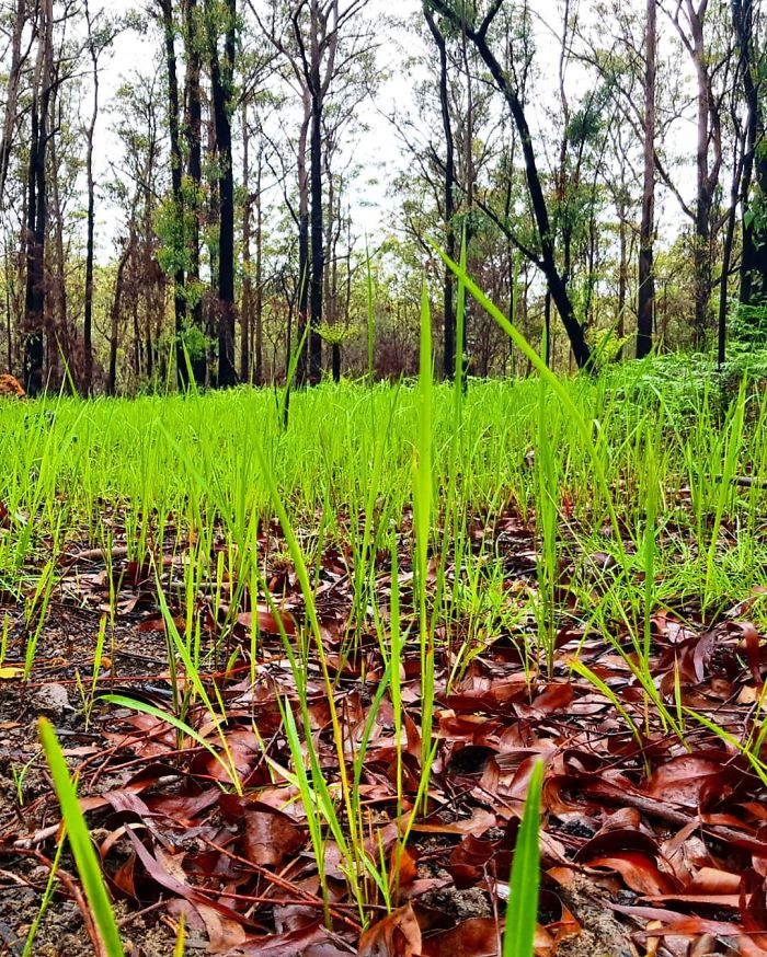 В леса Австралии возвращается жизнь. 30 обнадёживающих фото В леса Австралии возвращается жизнь. 30 обнадёживающих фото