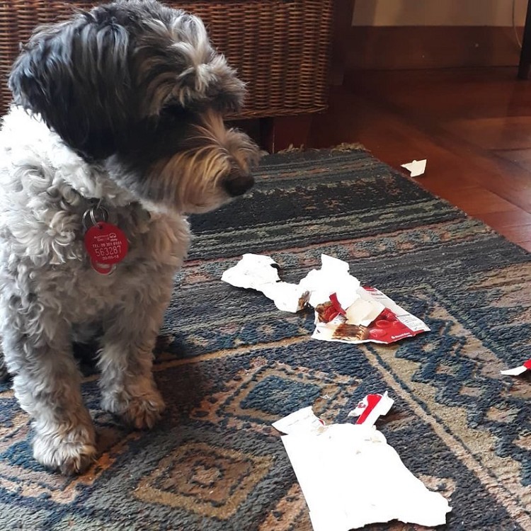 25 прелестных собак, которые очень сильно извиняются 25 прелестных собак, которые очень сильно извиняются