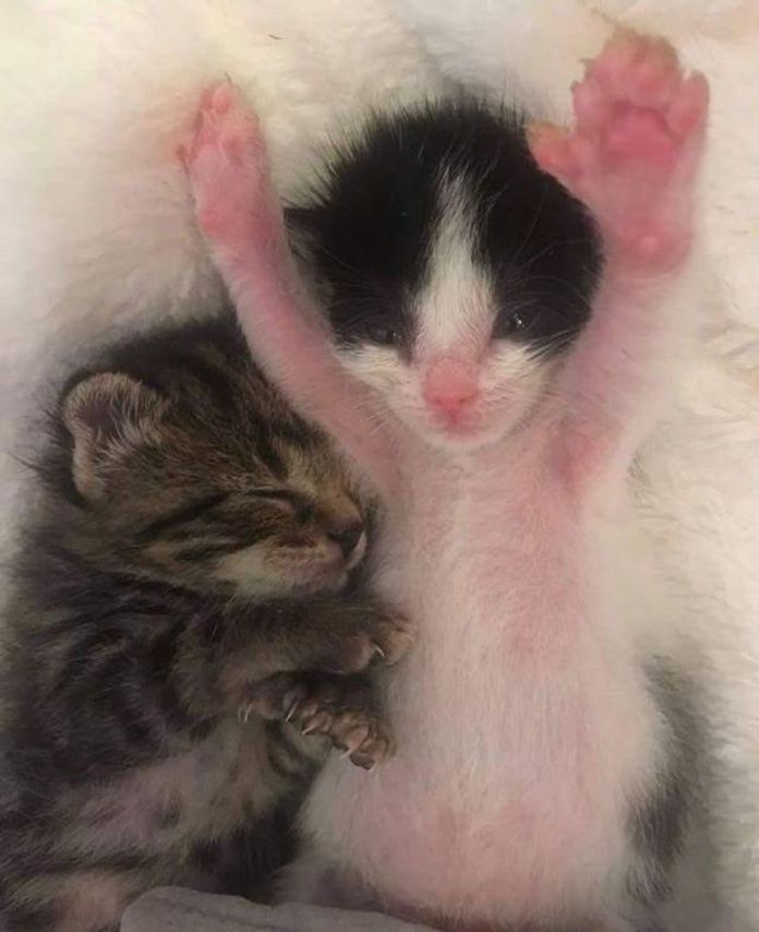 Без кота и жизнь не та