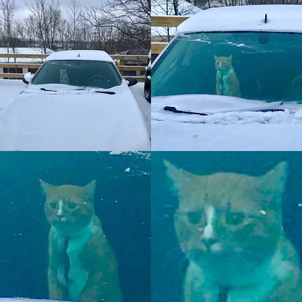 рыжий кот смотрит в лобовое стекло