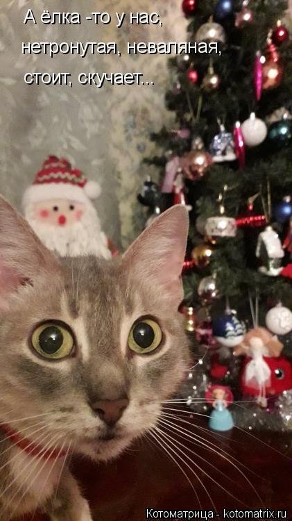 Новая котоматрица 