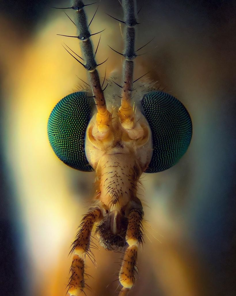 Удивительная красота микроскопических насекомых, освещенных поляризованным светом чтобы, удалось, будто, видео, видим, которых, Красота, Среди, прочие, изоподы, насекомых, личинки, снять, существ, различных, микрожизни, красоту, невероятную, раскрывающее, красивое