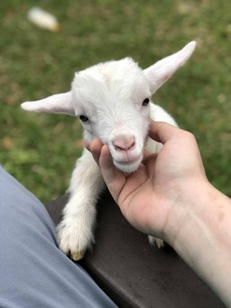 Не все в качестве домашних питомцев держат кошек и собак 