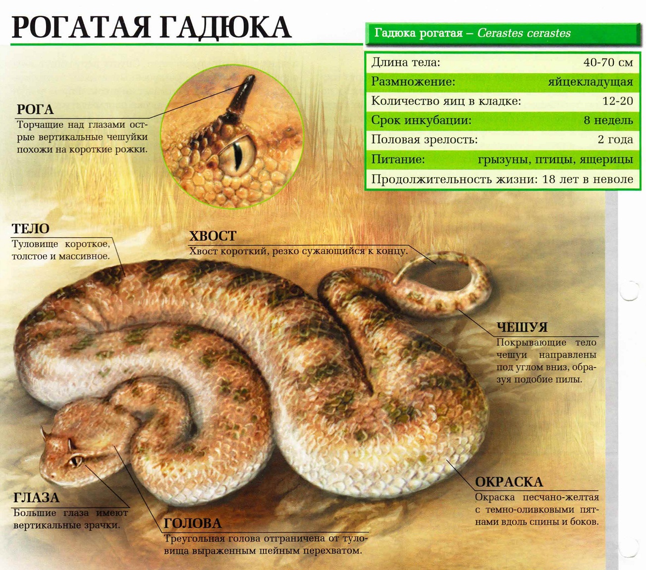 Рогатая гадюка
