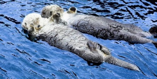 Странные способы спать у животных животные,интересные факты,сон