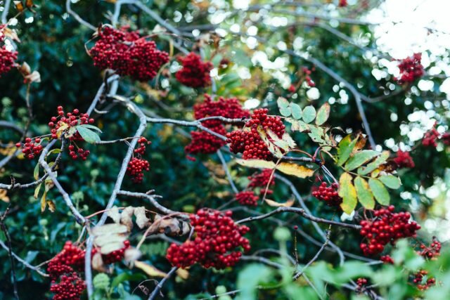Обилие ягод на рябине пророчит дождливую осень и морозную, затяжную зиму. © Pexels  
