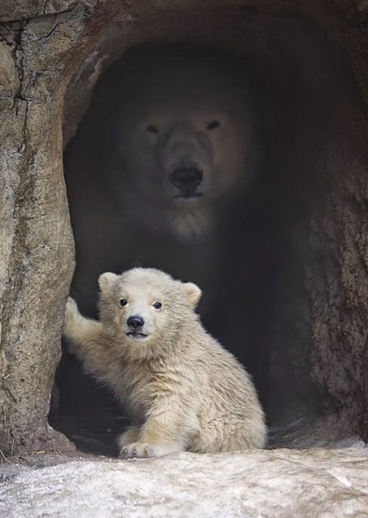 17 забавных фото животных-родителей, которых распирает от счастья картинки,супер