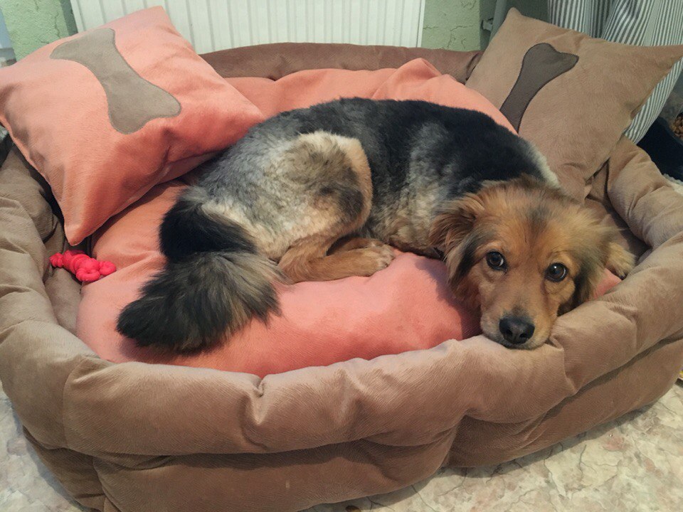 собака отдыхает