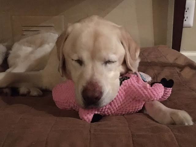 9-sage-the-dog