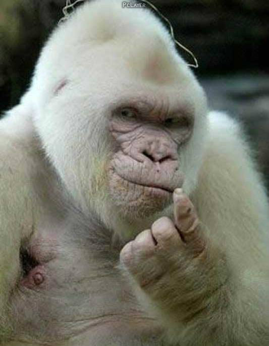 albinos-animals-photos-1-pclayer