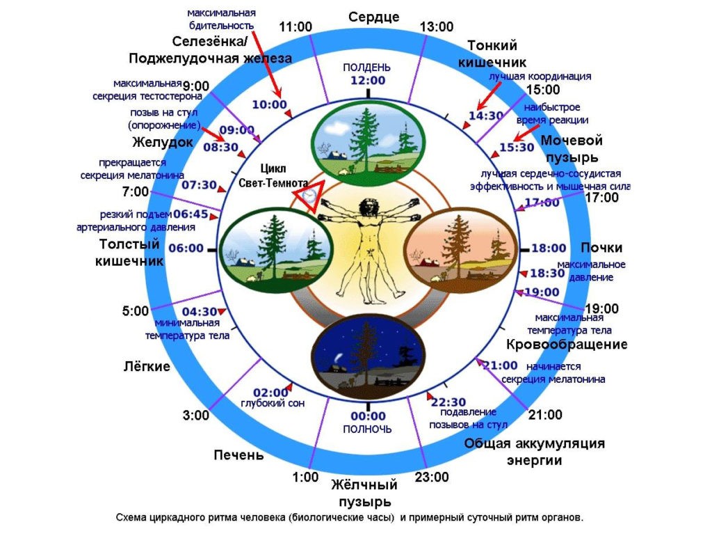 Схема циркадного ритма человека