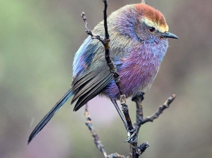 Снимки экзотических птиц с невероятно красивым оперением