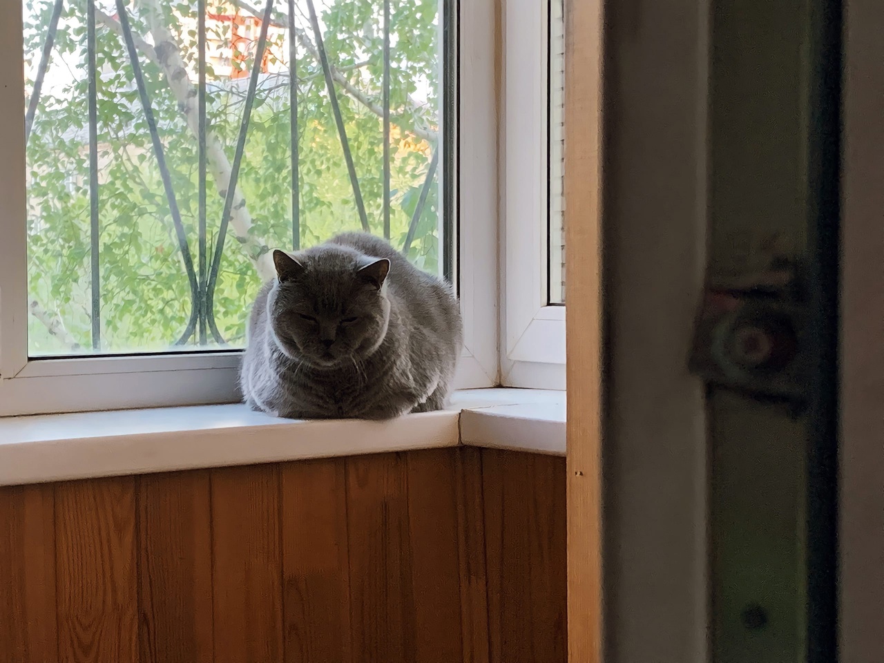Стала известна судьба кошки, которую живодёр выкинул из окна 5 этажа в Челябинской области