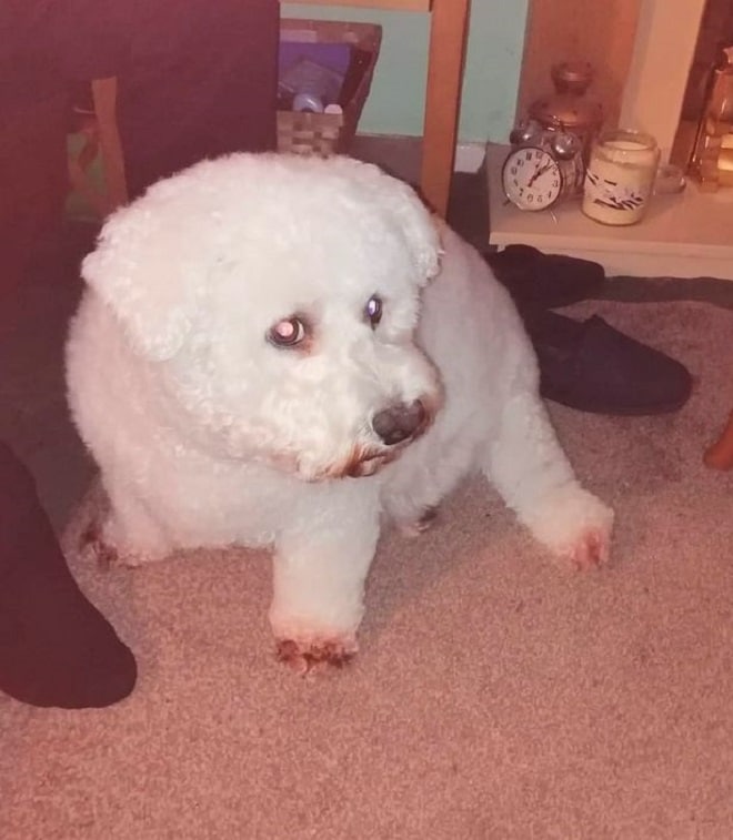 Белая собачка