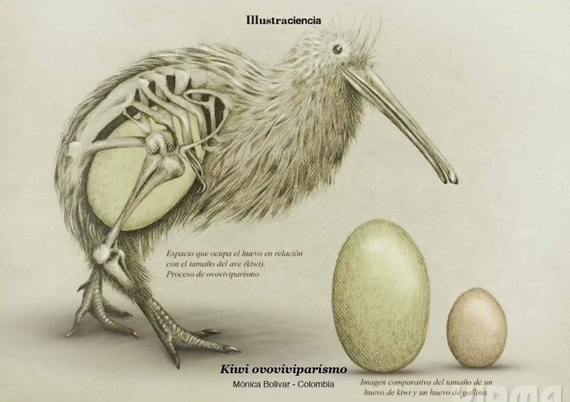 Сравнение яйца киви и курицы. Фото: behance.net/Фото: wikipedia.org