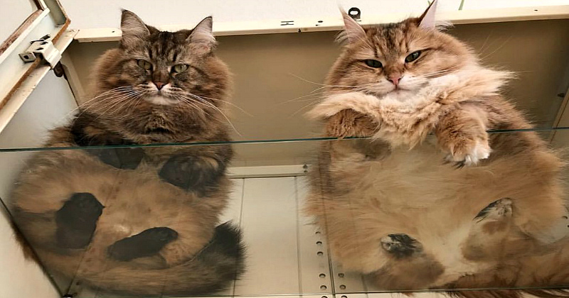 Пятки, пузики и шерсть — убойная доза милоты, котики на стекле, вид снизу