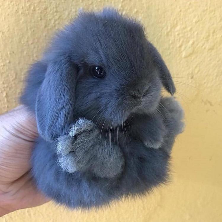 Эти милые животные заставят вас расплыться в улыбке! фотография