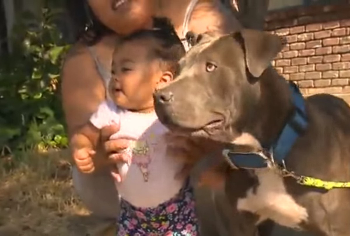 Питбуль спас жизнь 7-месячной девочки