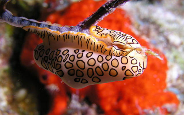 Язык фламинго (Cyphoma gibbosa)