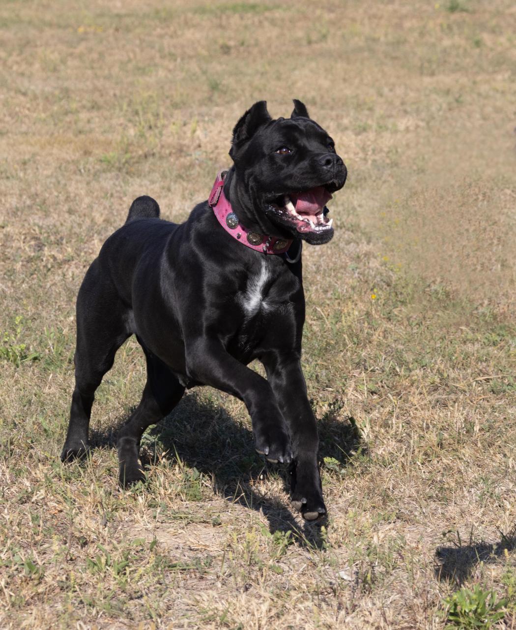 Топ-5 пород собак, которые кусаются сильнее всего Топ-5 пород собак, которые кусаются сильнее всего format-article,noindex,pets mail,издание,Развлечения