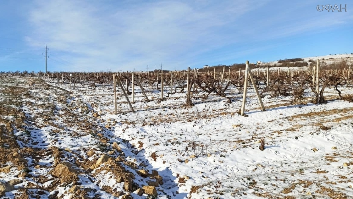 Специалист рассказал, смогут ли виноградники Крыма пережить аномальные холода