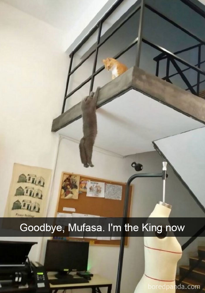 Funny Cat Snap