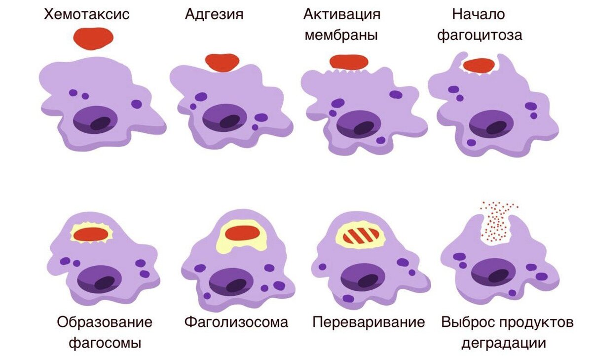 Процесс фагоцитоза, который открыл Илья Мечников | https://foxford.ru/wiki/biologiya/mehanizm-immuniteta