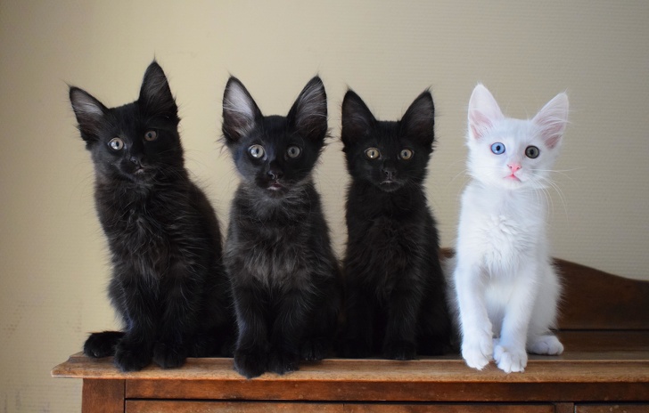 20 кошечек, которых будто нарисовали по заказам пользователей соцсетей, а потом оживили