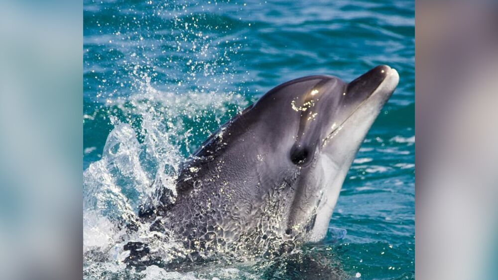 ФАН выяснил причину гибели более 600 дельфинов в Крыму