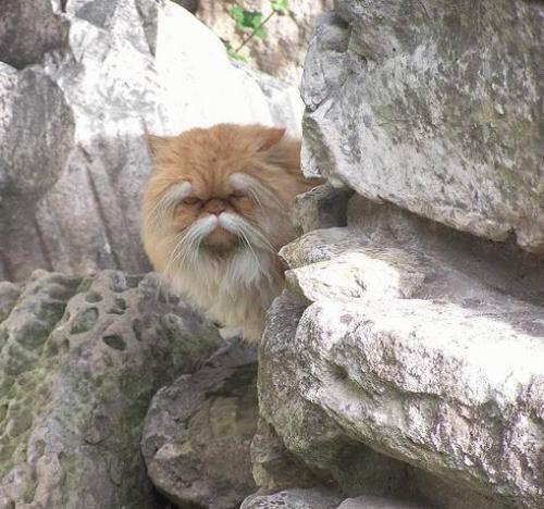 20 кошечек, которых будто нарисовали по заказам пользователей соцсетей, а потом оживили