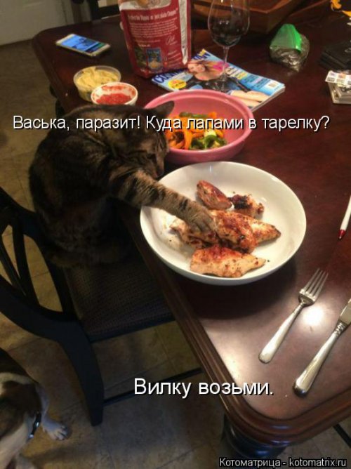 Новая котоматрица на выходные Новая котоматрица на выходные